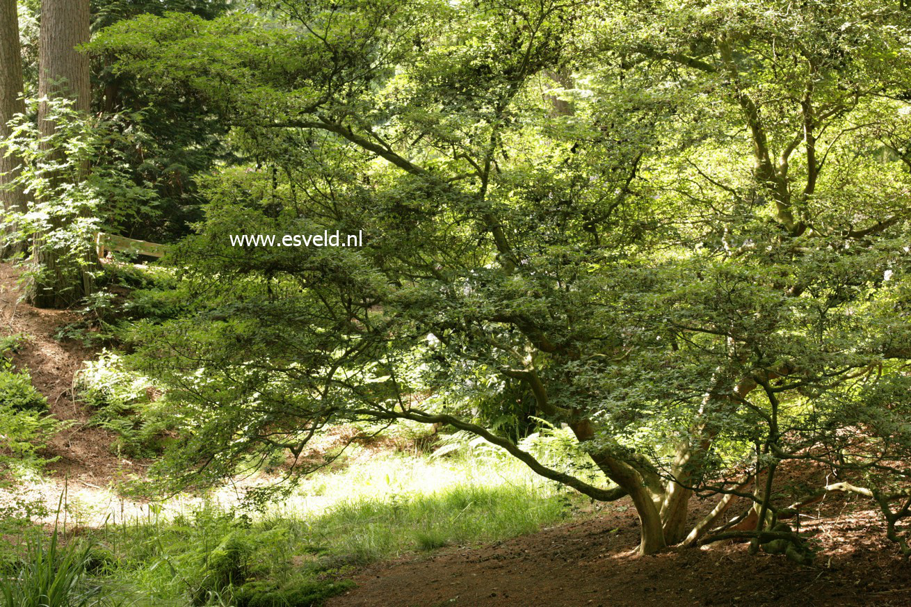 Enkianthus campanulatus