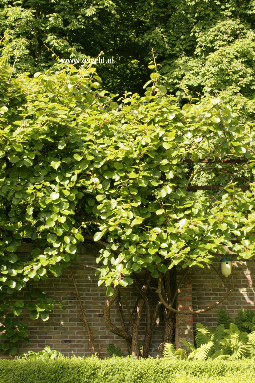 Actinidia deliciosa