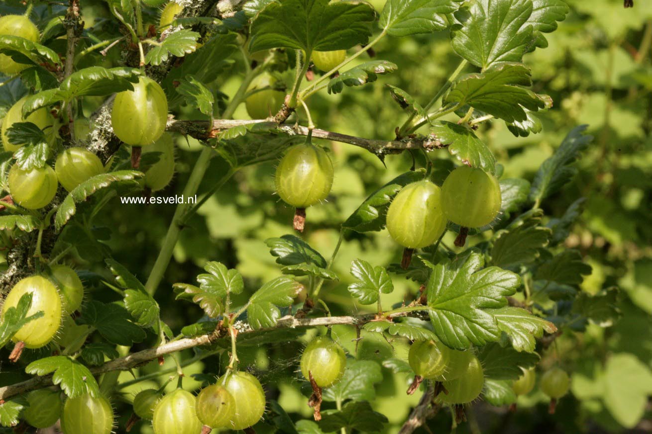 Ribes uva-crispa