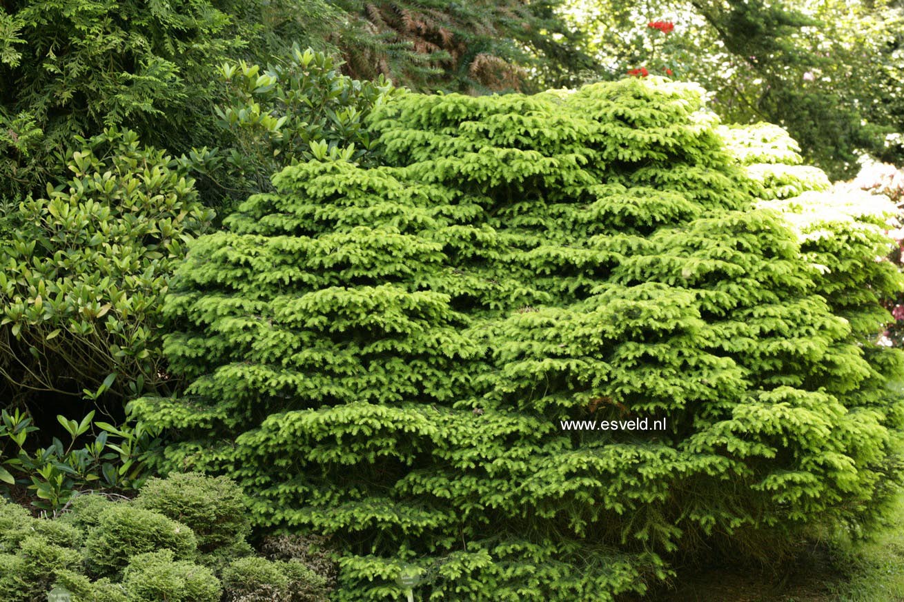 Picea abies 'Nidiformis'