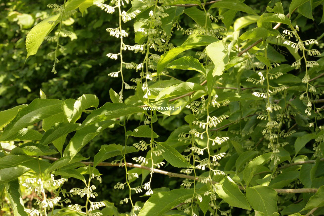 Pterostyrax hispida