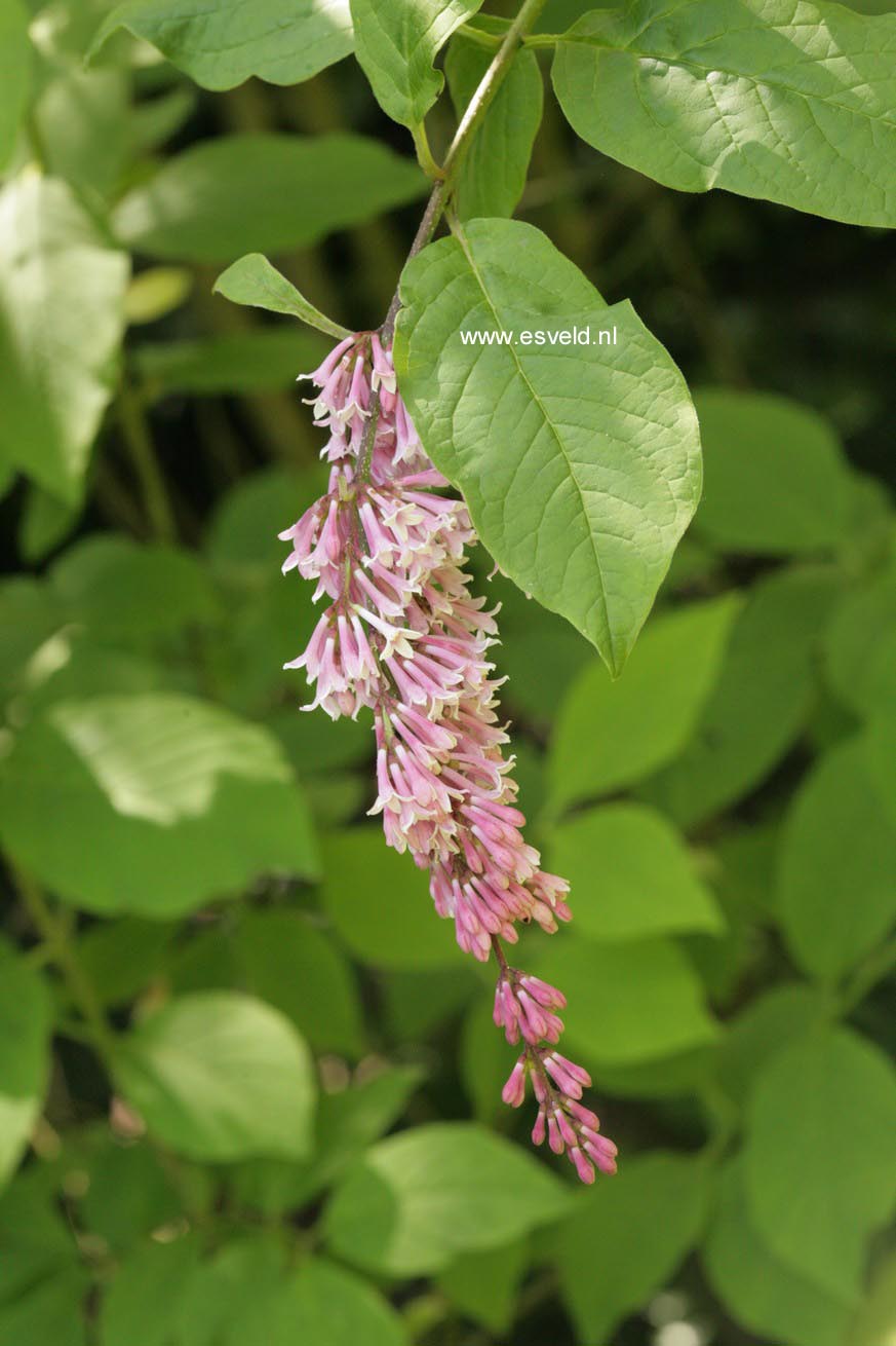 Syringa reticulata