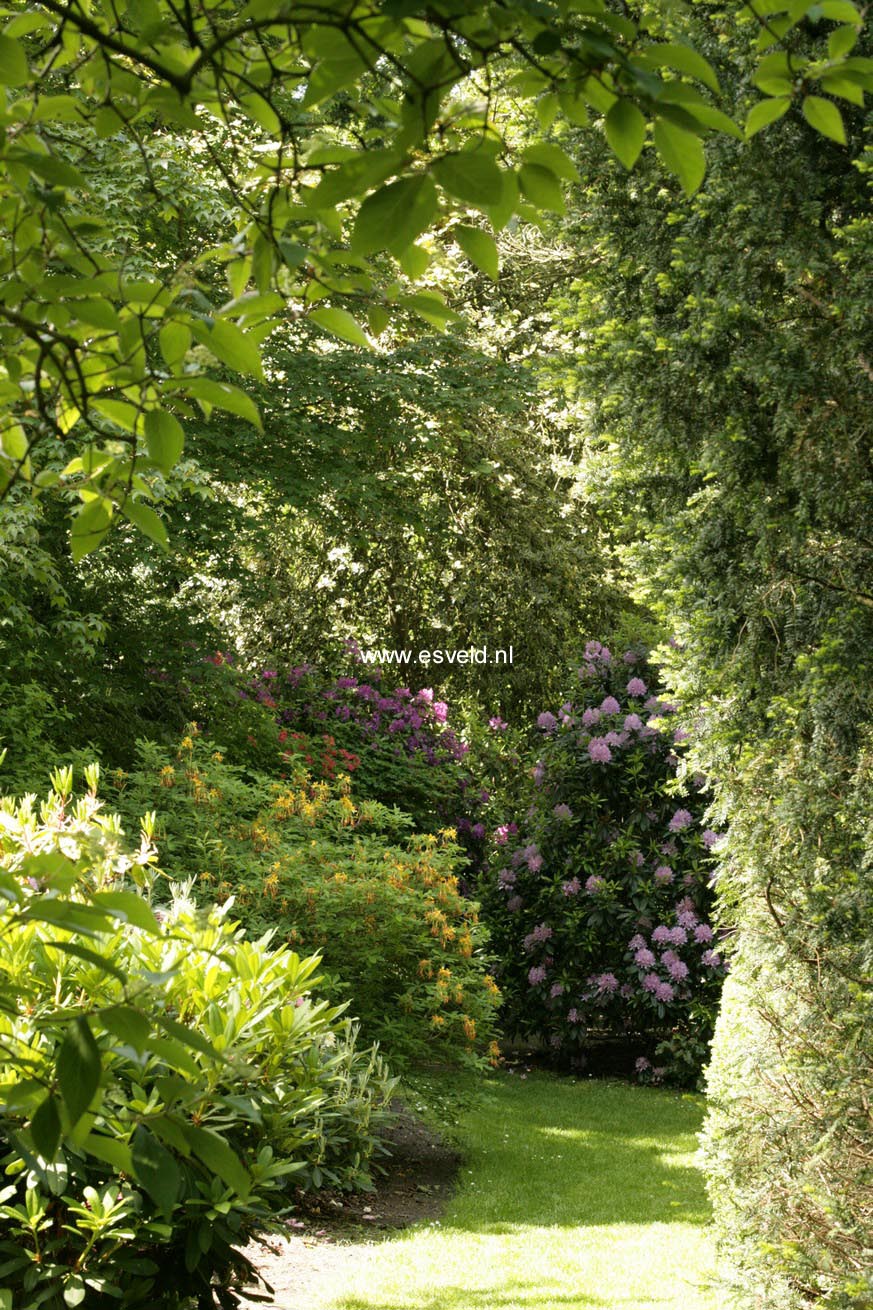 Rhododendron 'Catawbiense Grandiflorum'