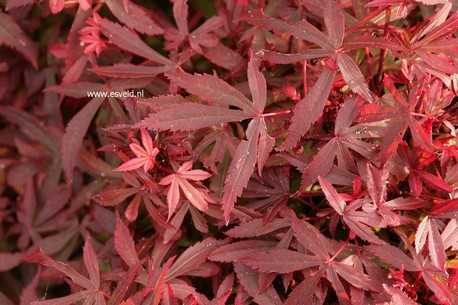 Acer palmatum 'Royle'