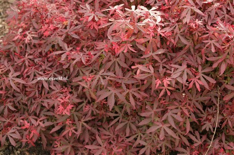 Acer palmatum 'Royle'