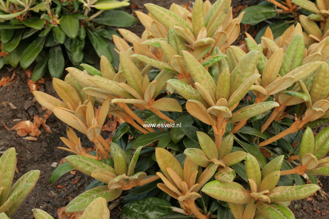 Rhododendron 'Hydon Velvet'