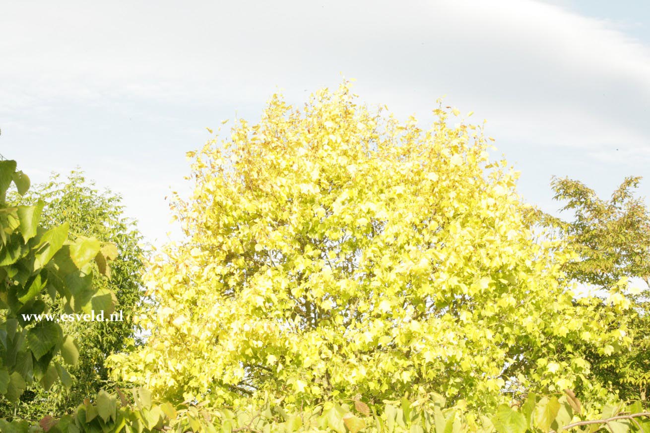 Liriodendron tulipifera 'Glen Gold'