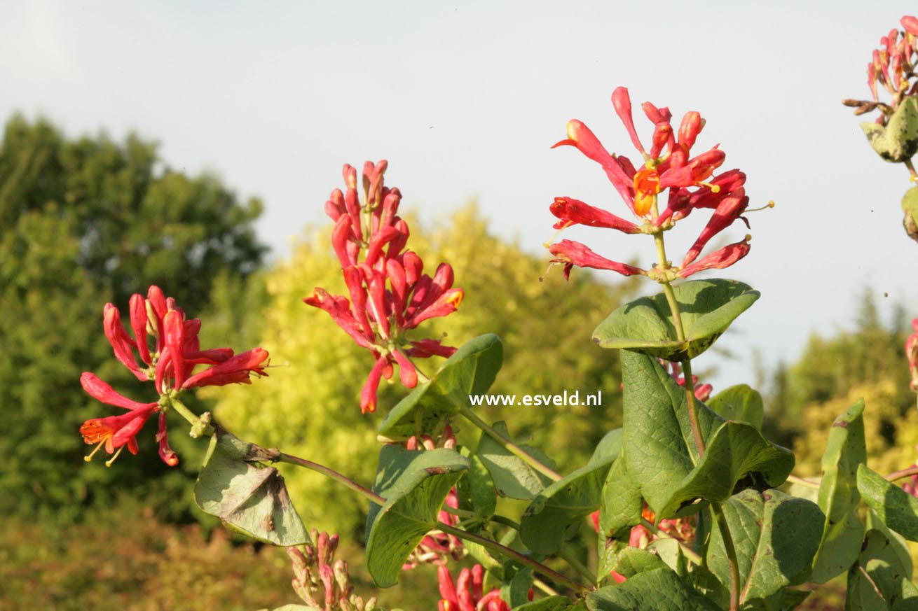 Lonicera brownii 'Dropmore Scarlet'