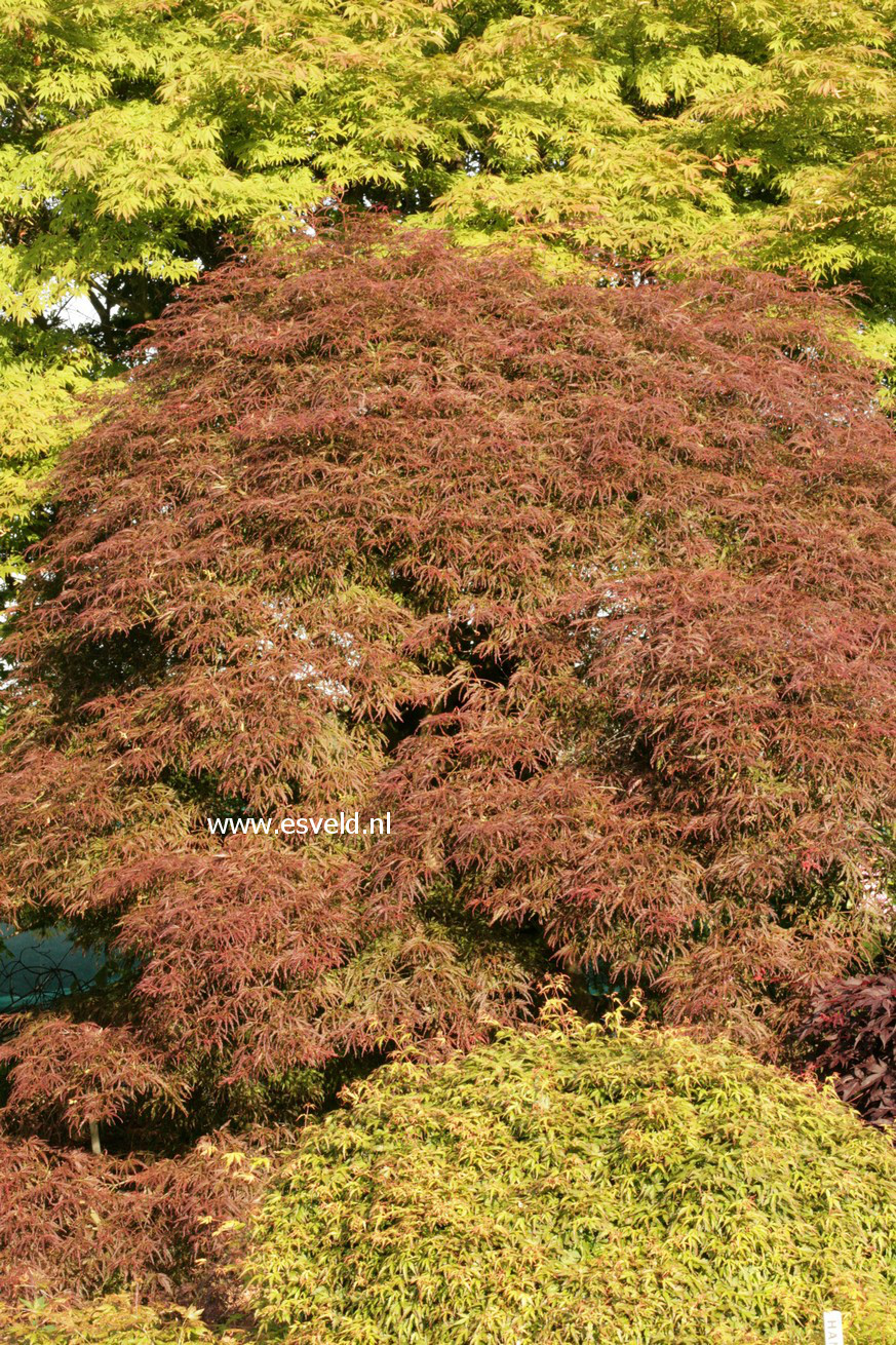 Acer palmatum 'Julian'