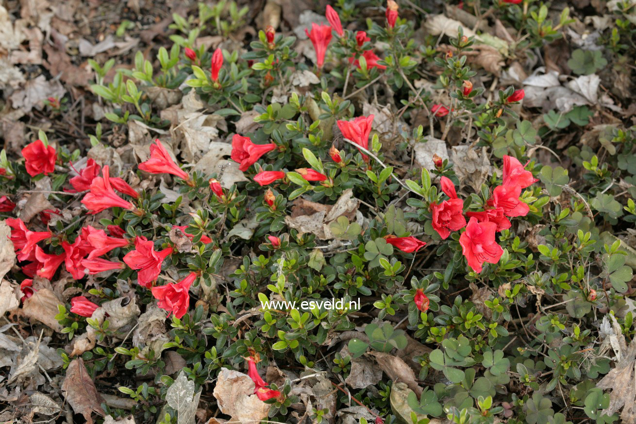 Rhododendron nakaharae 'Joseph Hill'