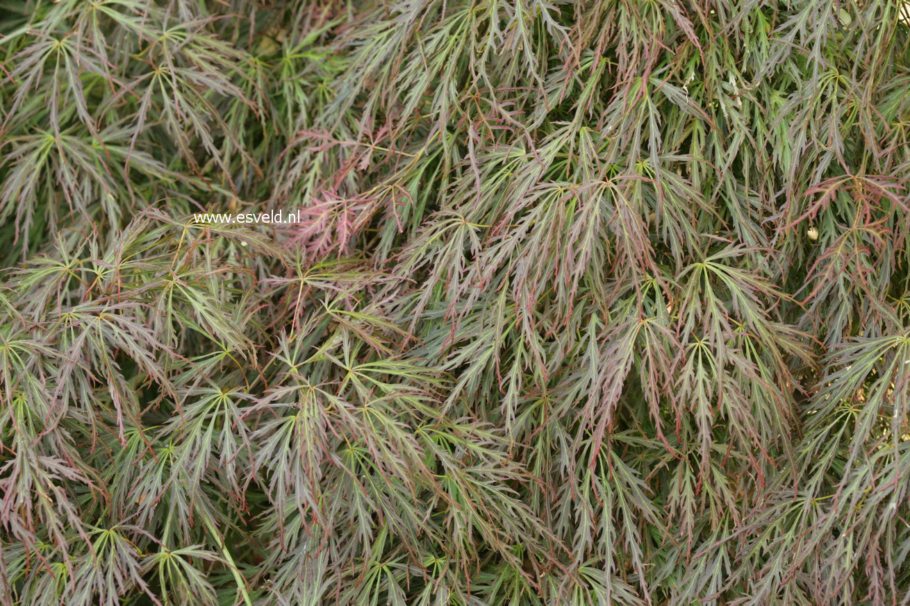 Acer palmatum 'Hanzell'