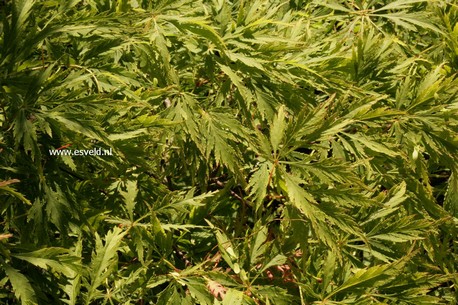 Acer palmatum 'R-Lane'