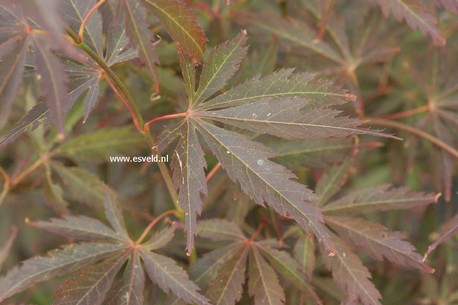 Acer palmatum 'St. Jean'