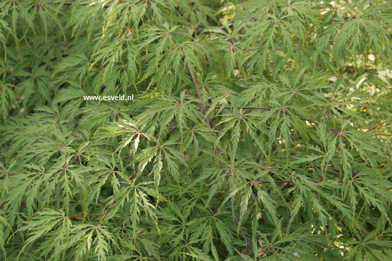 Acer palmatum 'Green Hornet'