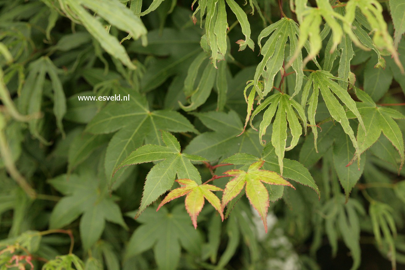 Acer palmatum 'Hiryuh'