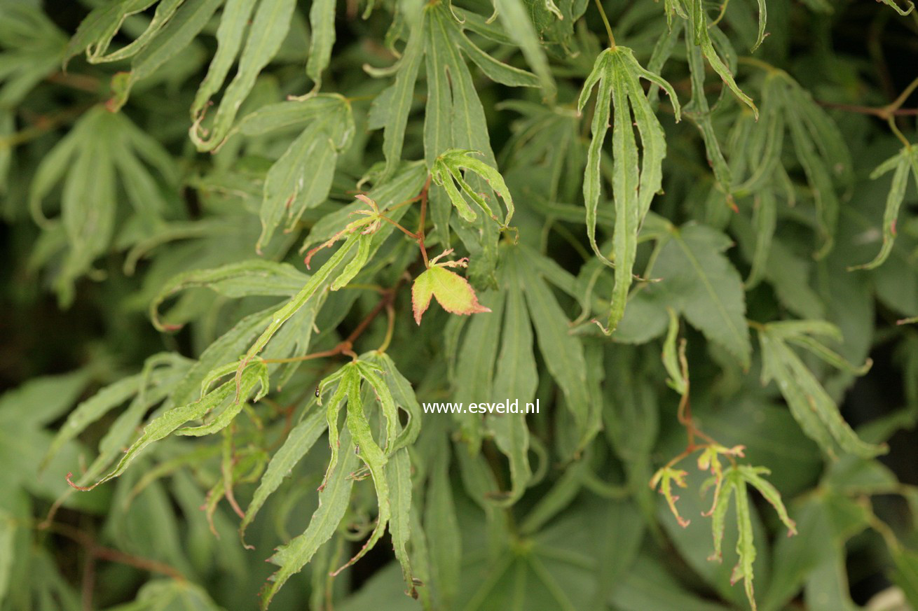 Acer palmatum 'Hiryuh'