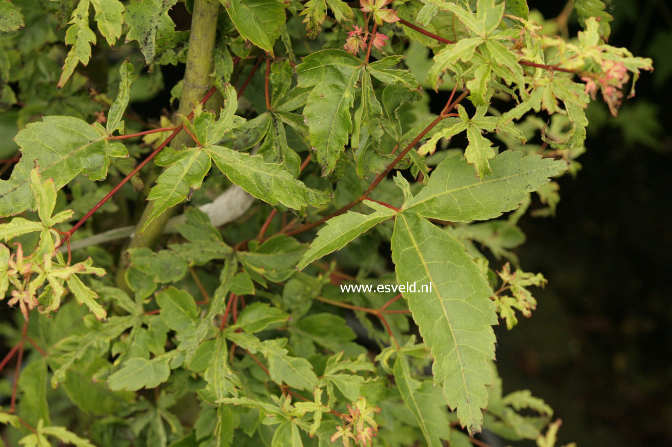 Acer palmatum 'Fuhjin'