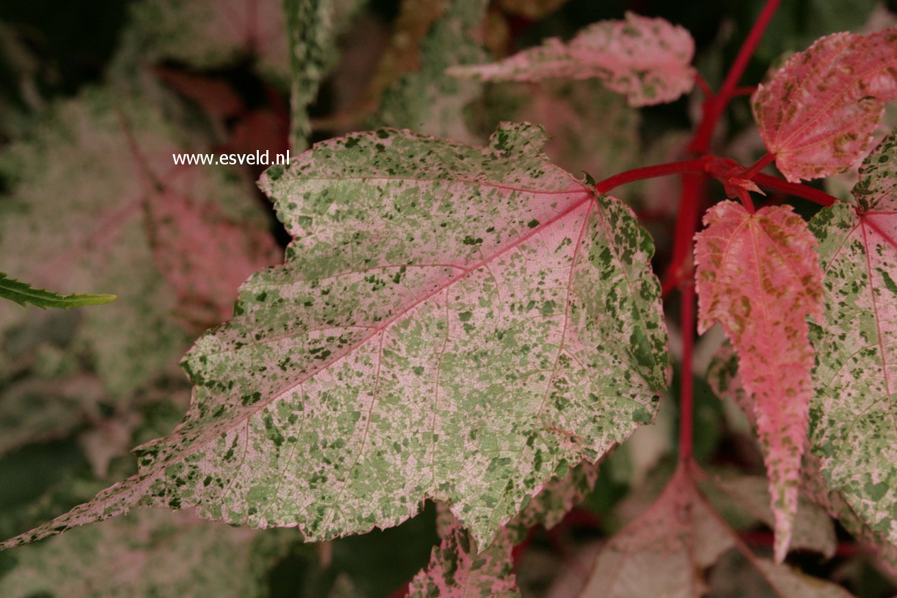 Acer rubescens 'Red Flamingo'