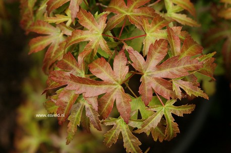 Acer palmatum 'Sandra'