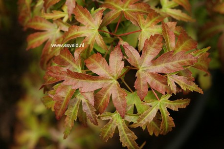 Acer palmatum 'Sandra'