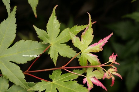 Acer palmatum 'Murasaki Shikibu'