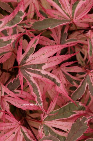 Acer palmatum 'Pink Passion'