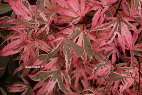 Acer palmatum 'Pink Passion'