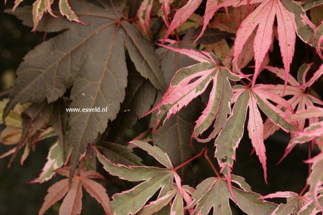 Acer palmatum 'Pink Passion'