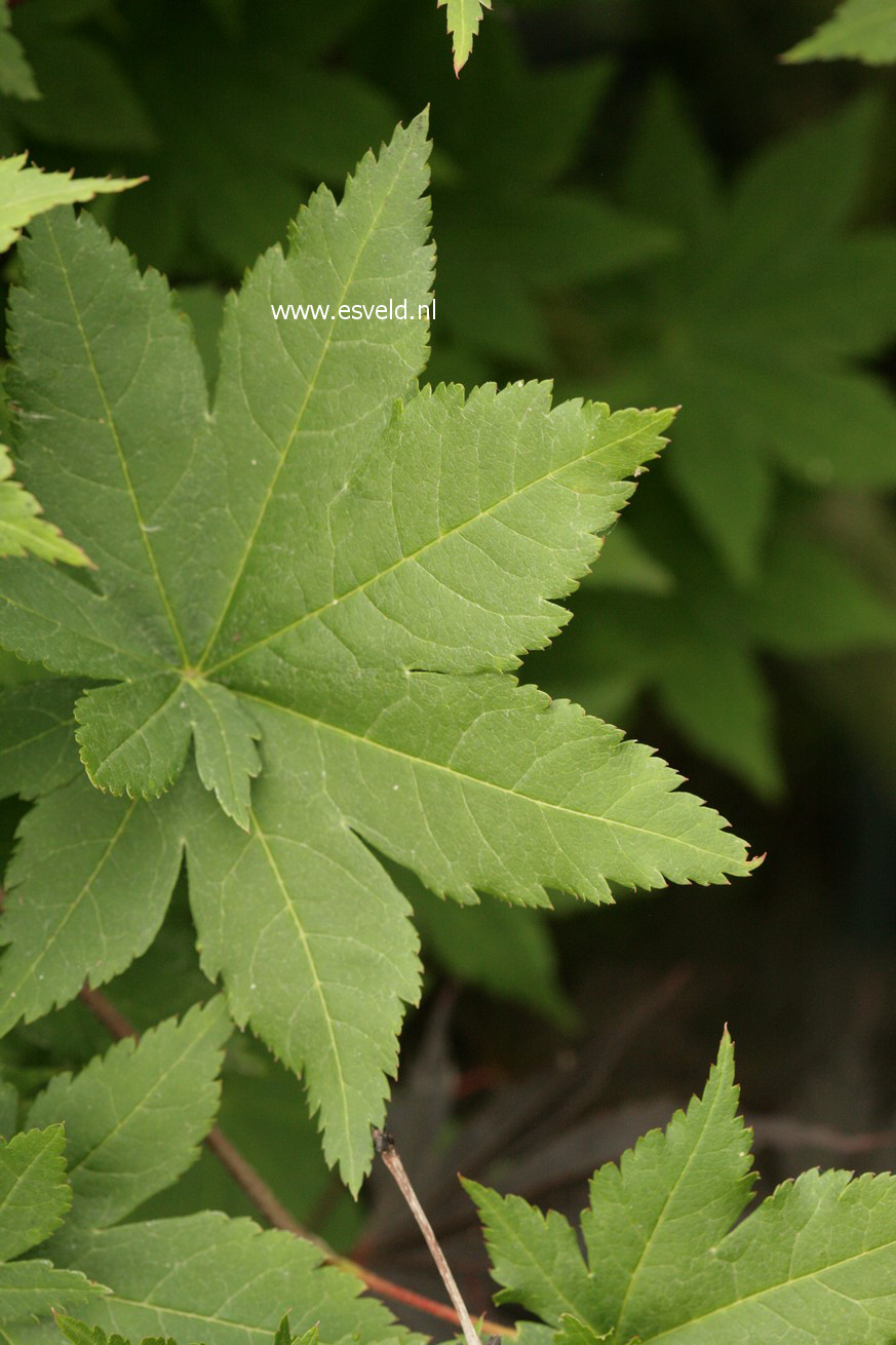 Acer sieboldianum