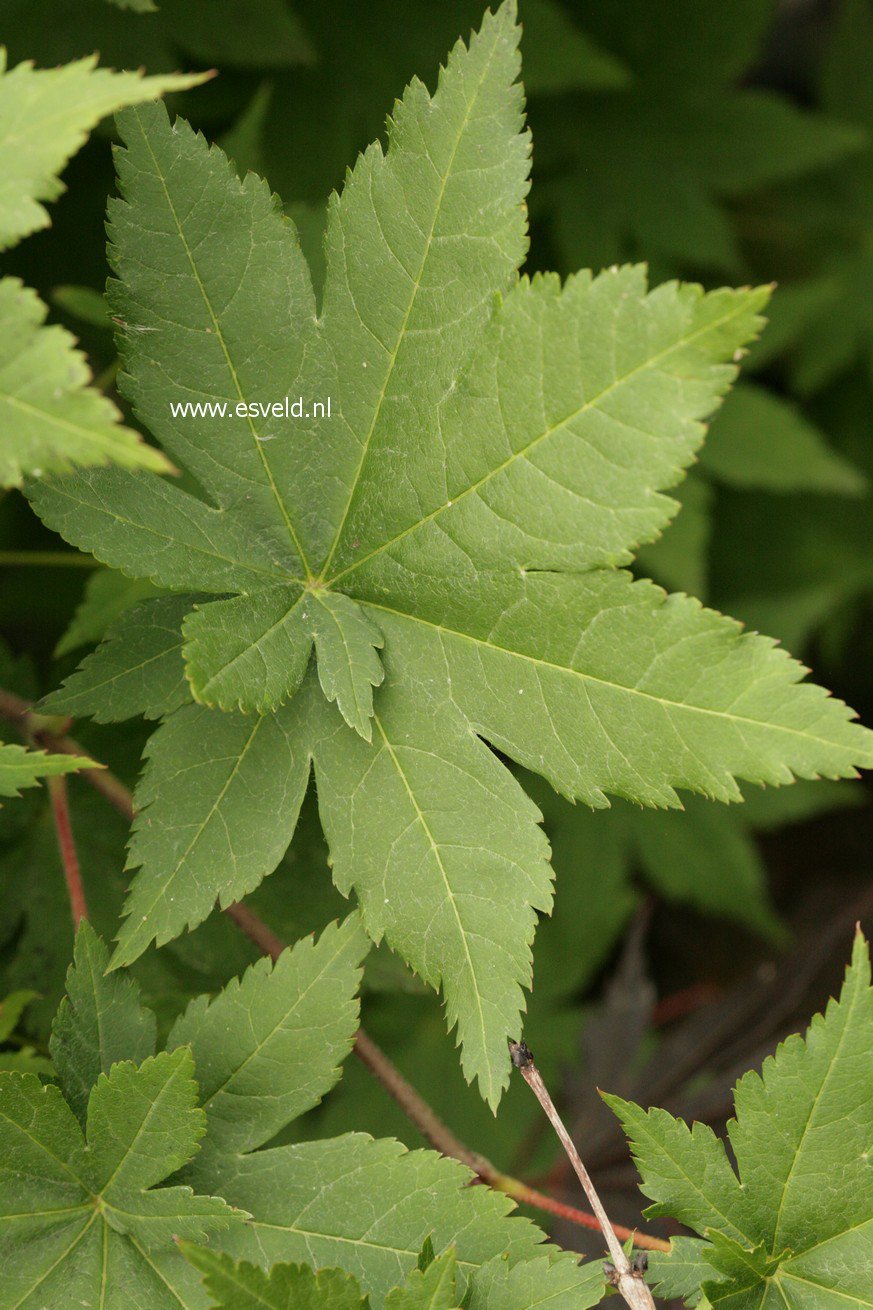 Acer sieboldianum