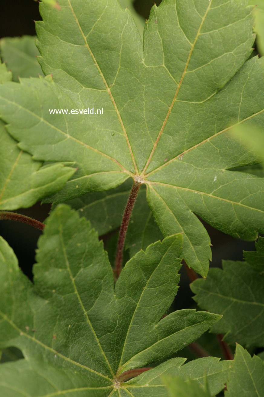 Acer sieboldianum 'Kinu gasa yama'