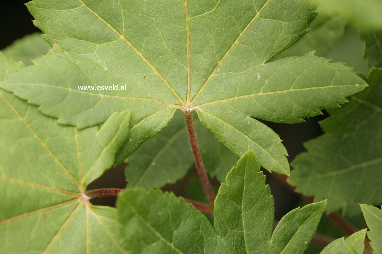 Acer sieboldianum 'Kinu gasa yama'