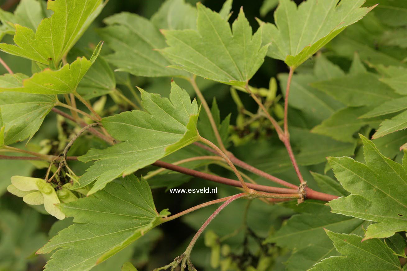 Acer sieboldianum 'Mikasa yama'