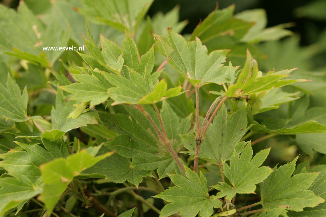 Acer sieboldianum 'Mikasa yama'