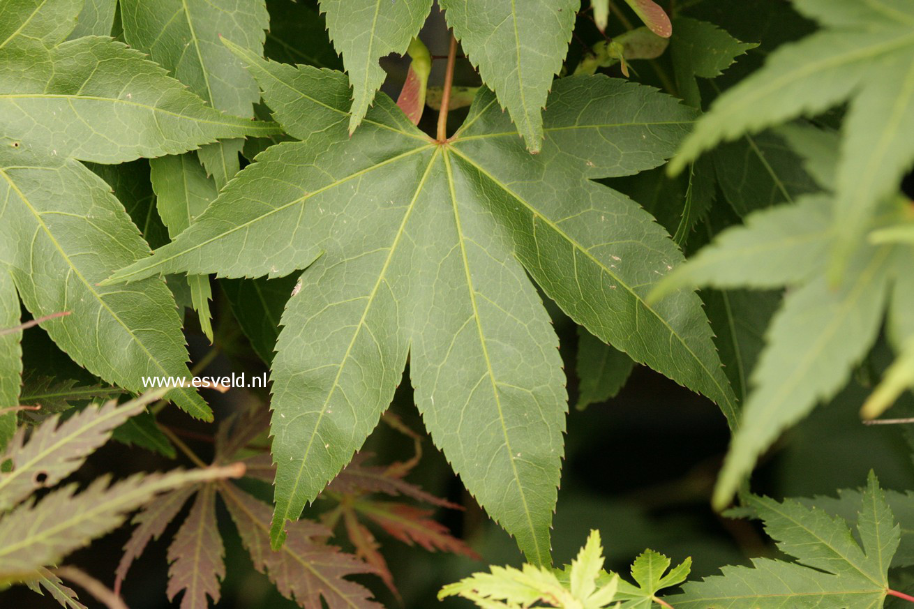 Acer palmatum 'Hondo Ji'