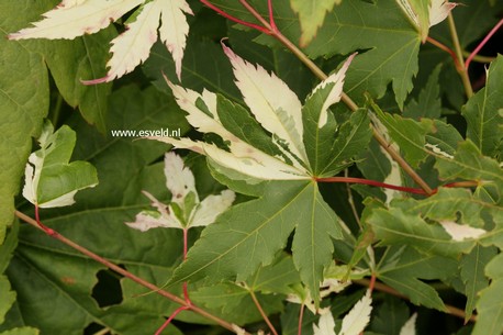 Acer palmatum 'Suruga nishiki'