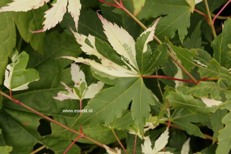 Acer palmatum 'Suruga nishiki'