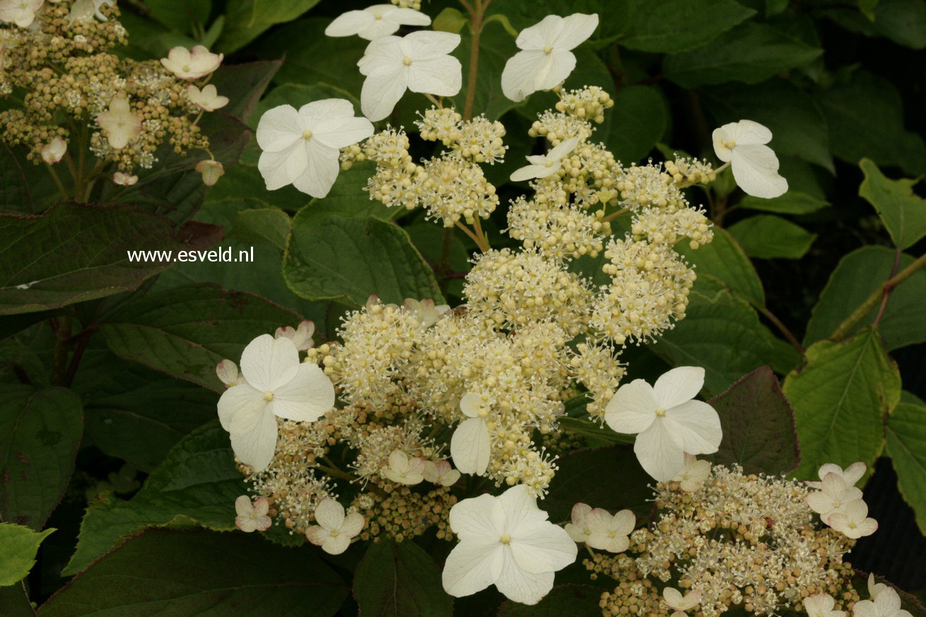 Hydrangea heteromalla 'Morrey's Form'