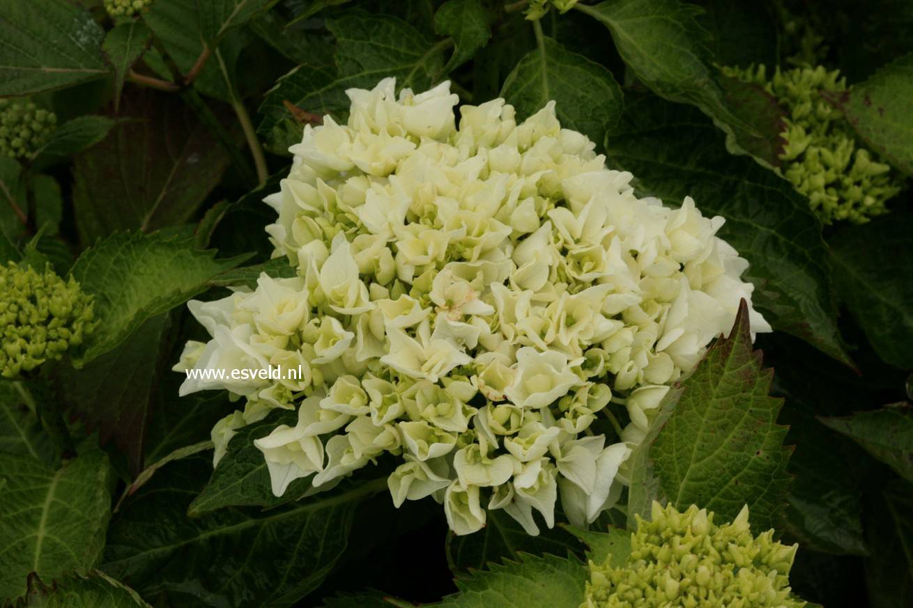 Hydrangea macrophylla 'Wudu'