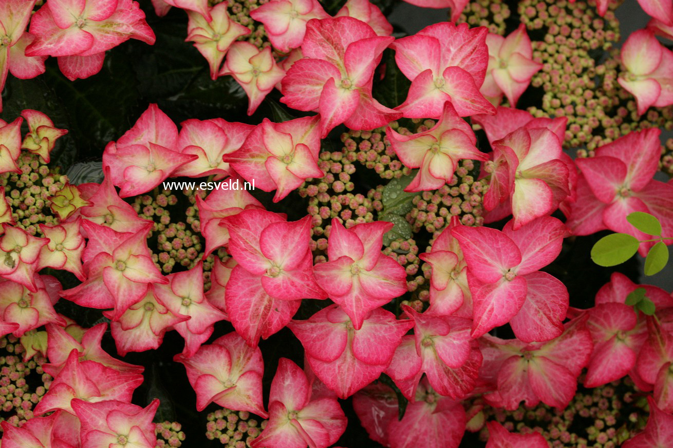 Hydrangea macrophylla 'Tiffany'