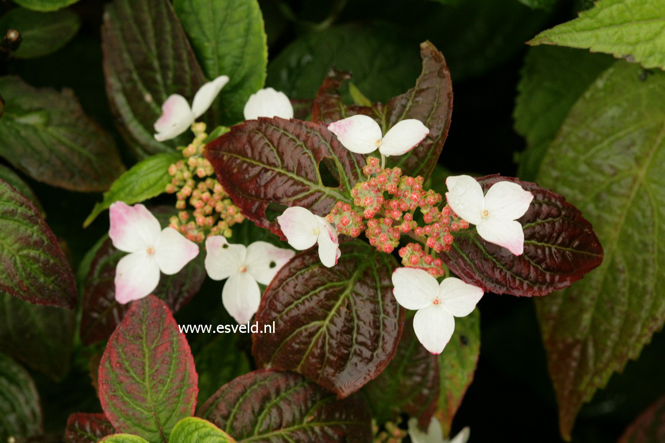 Hydrangea serrata