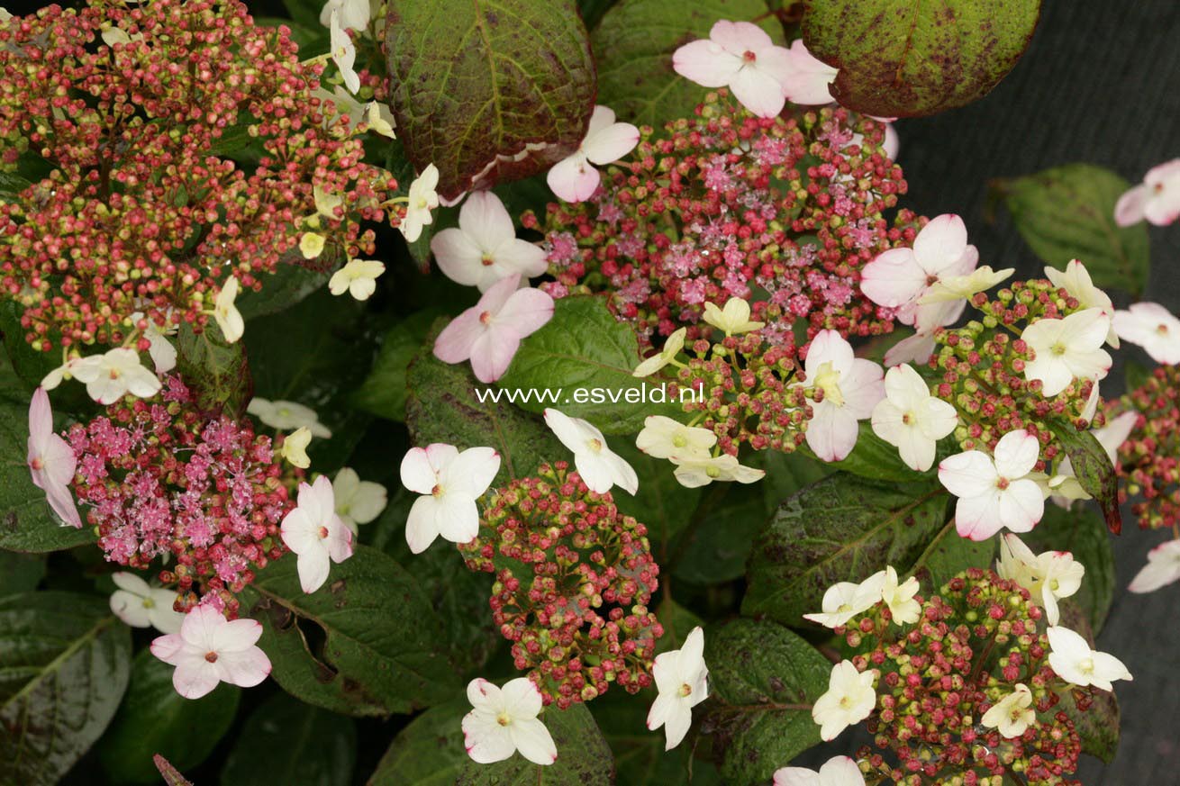 Hydrangea serrata oamacha