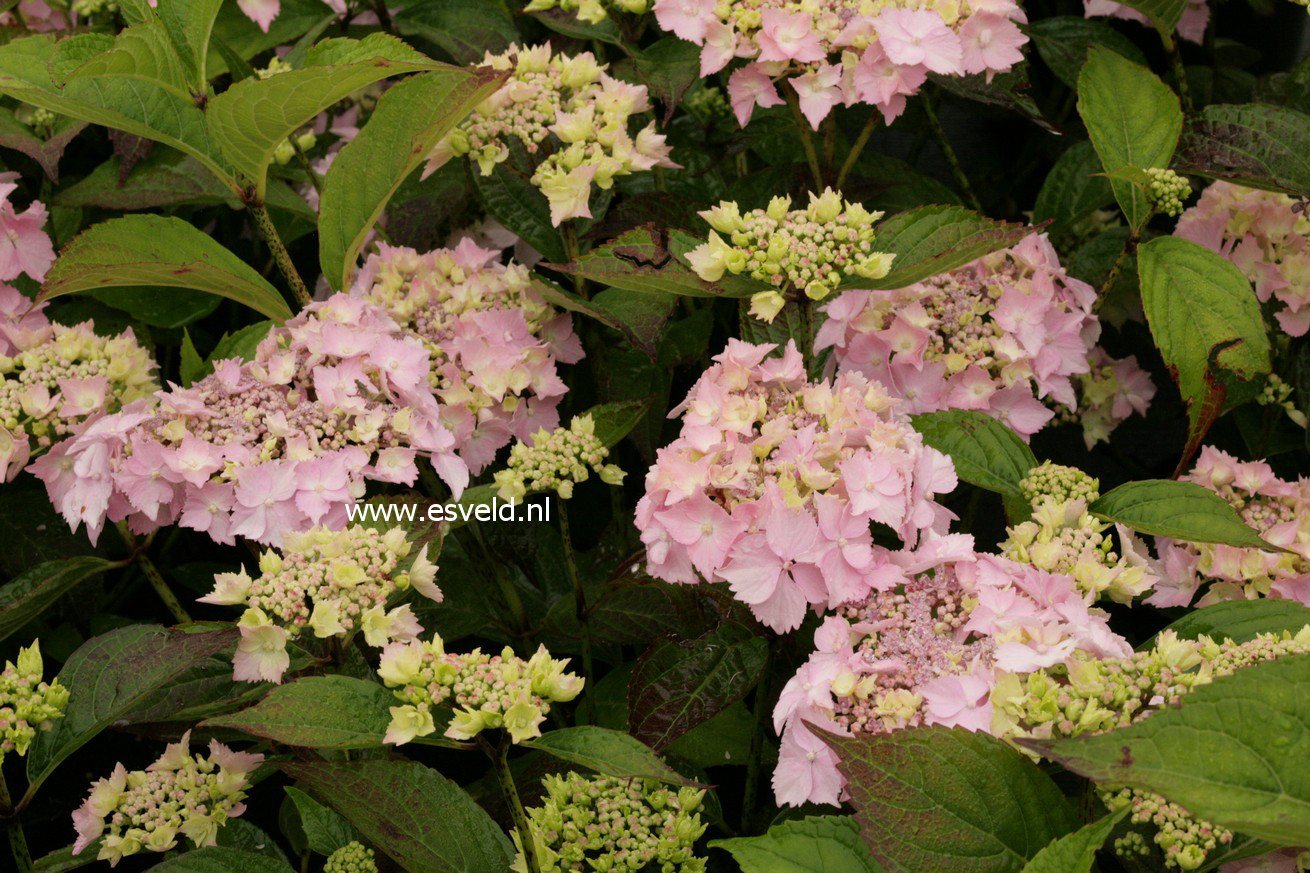 Hydrangea serrata 'Blue Deckle'