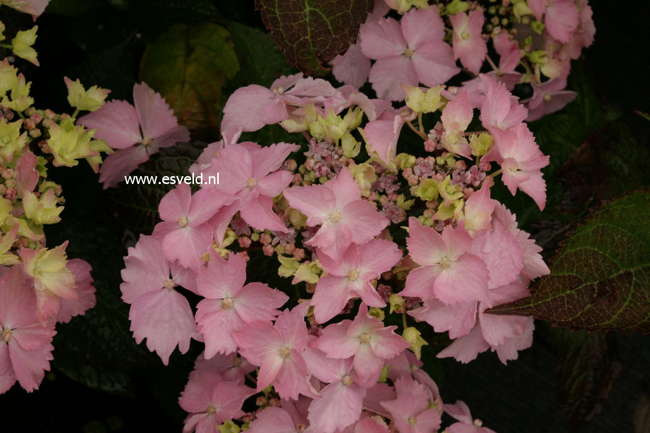 Hydrangea serrata 'Blue Deckle'