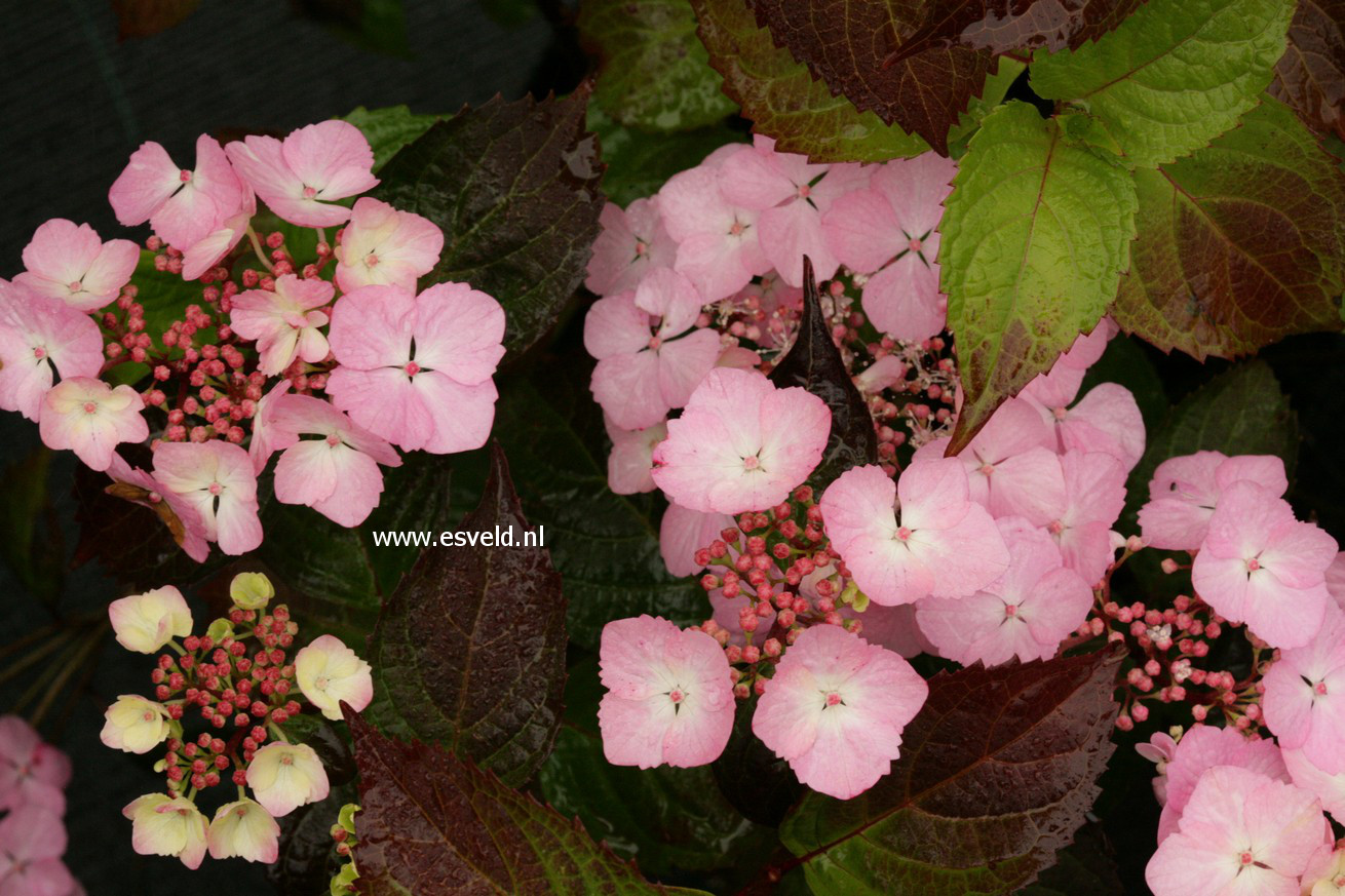 Hydrangea serrata 'Graciosa'