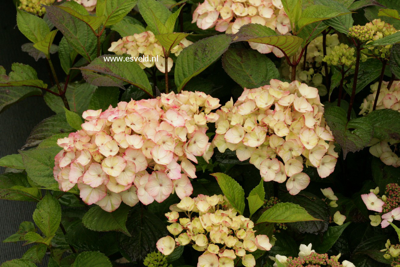 Hydrangea serrata 'Preziosa'