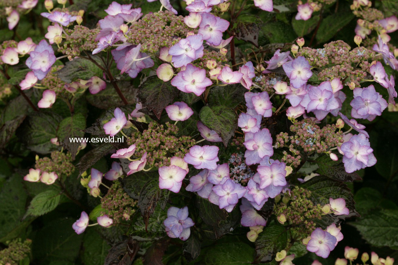 Hydrangea macrophylla 'Dancing Lady'