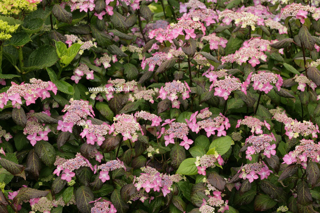 Hydrangea serrata 'Kuro hime'