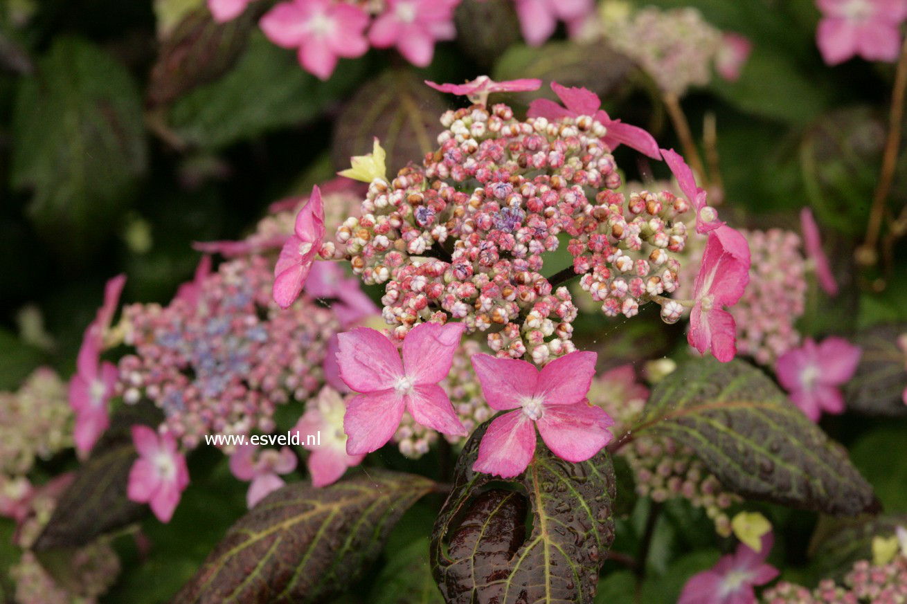 Hydrangea serrata 'Kuro hime'