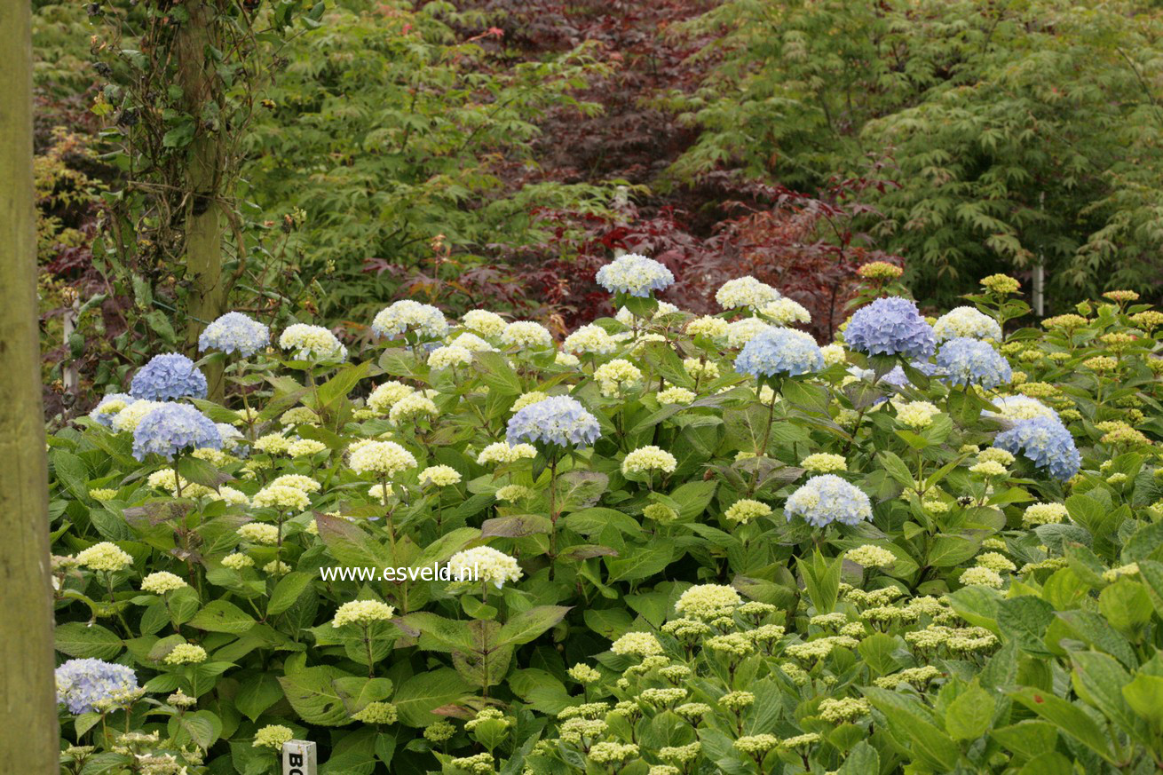 Hydrangea macrophylla 'Bouquet Rose'